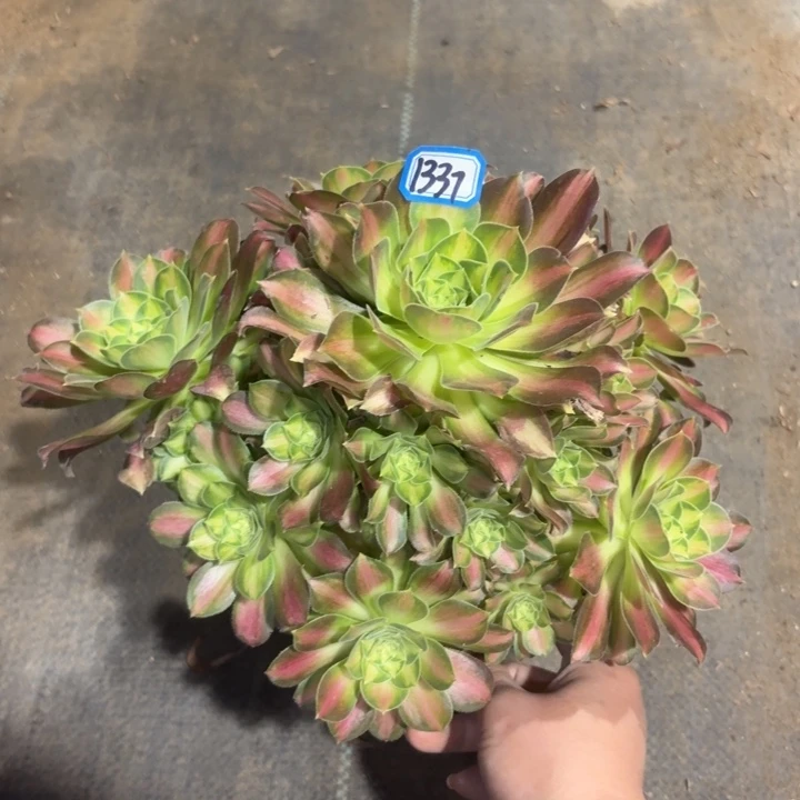 韶华1337一物一拍法师多肉