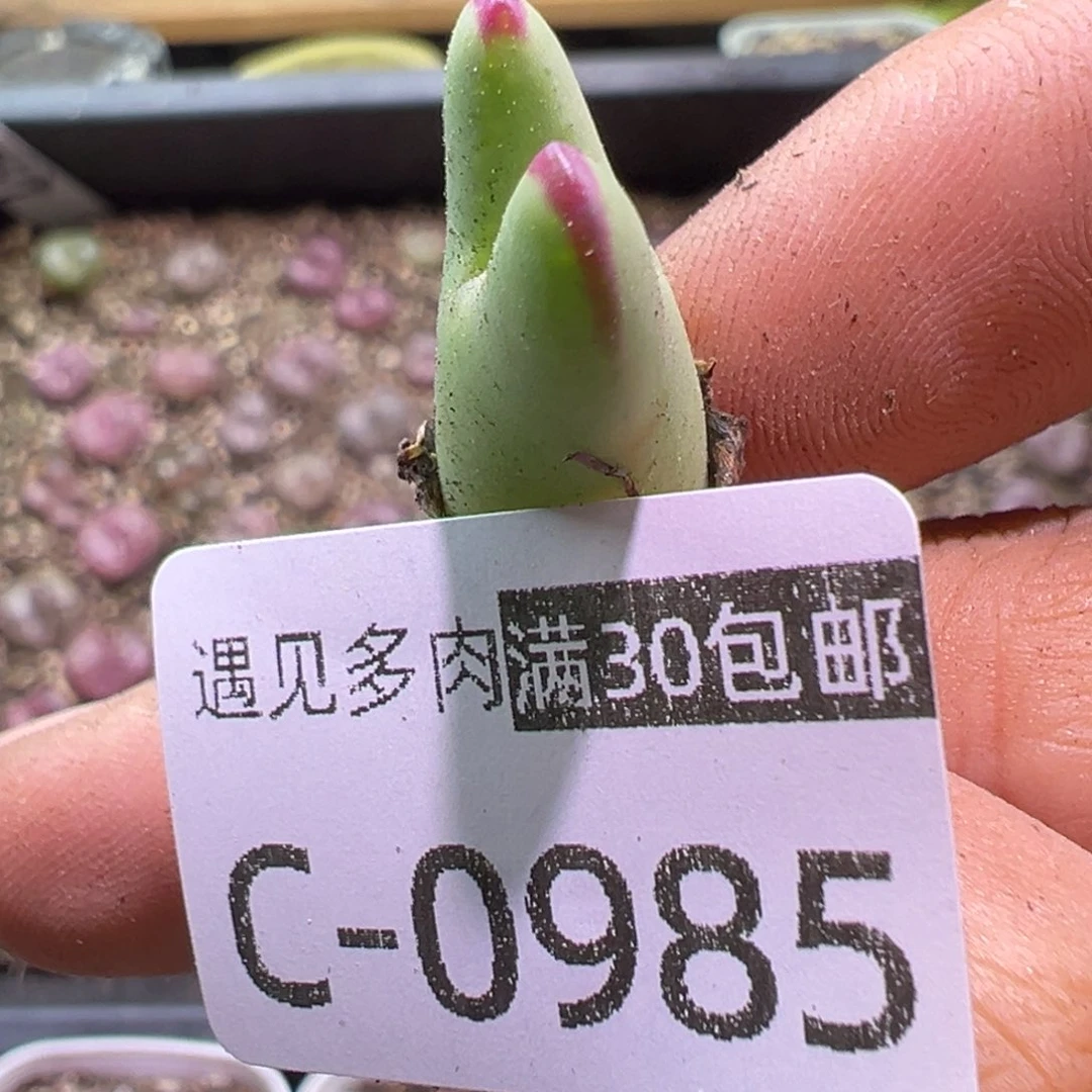 多肉植物11111111111