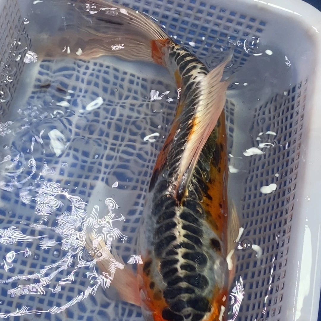 锦鲤冷水锦鲤包邮