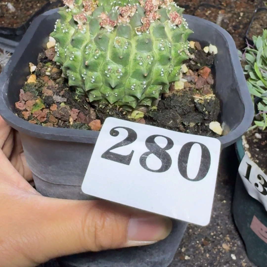 裸萼大戟多肉植物