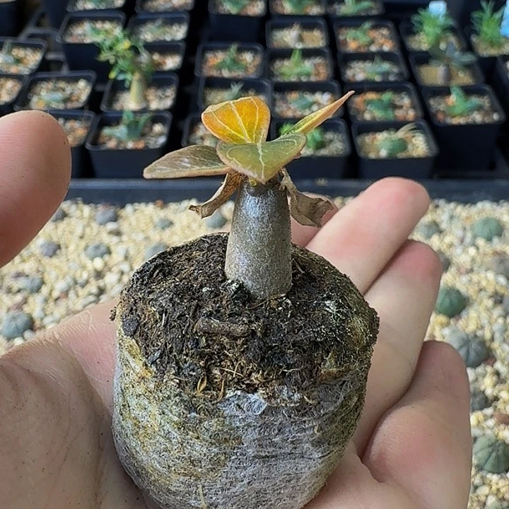 '***索科特拉沙漠玫瑰