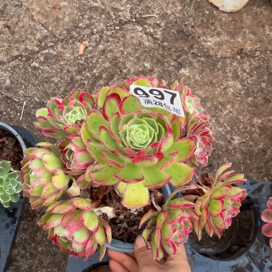 多肉植物997有一个断枝