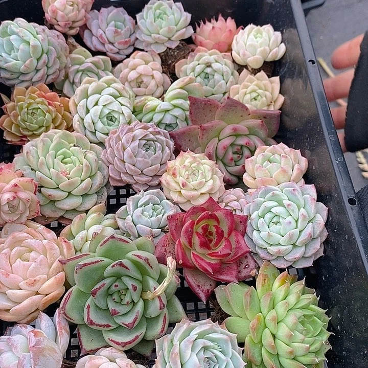 157 多肉植物盆栽花卉植物