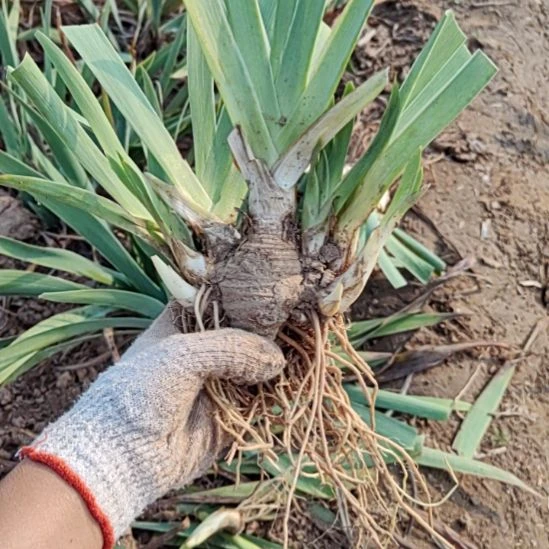 完全开放克里斯蒂一丛