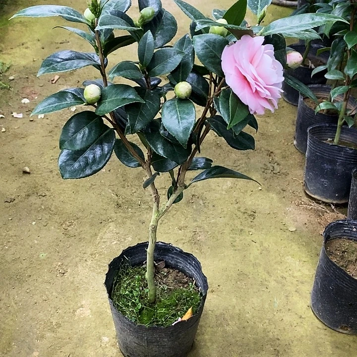 宫粉。        茶花。        55高。