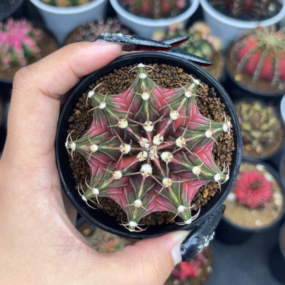 泰系肋骨锦 带盆土发货