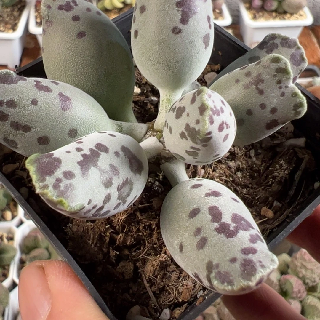 奶牛斑海豹多肉植物水泡