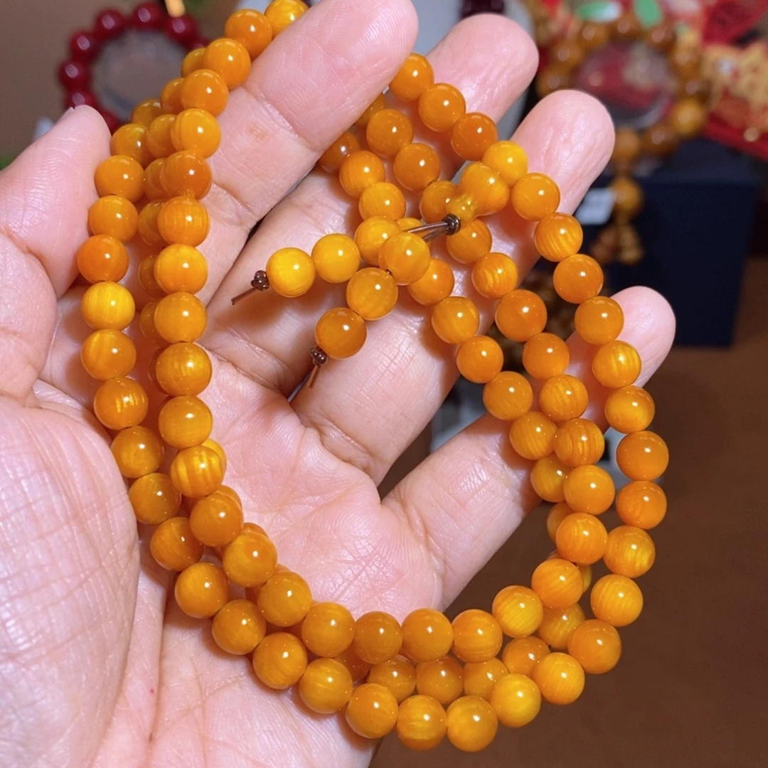 贝壳杉帝王血龙木0.6高货