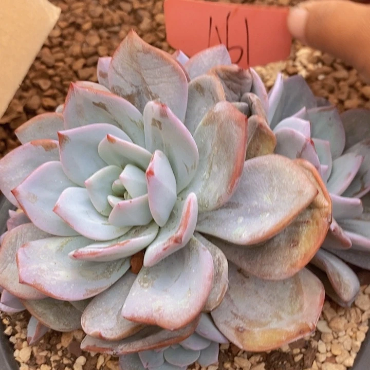 这么多事要等下星期