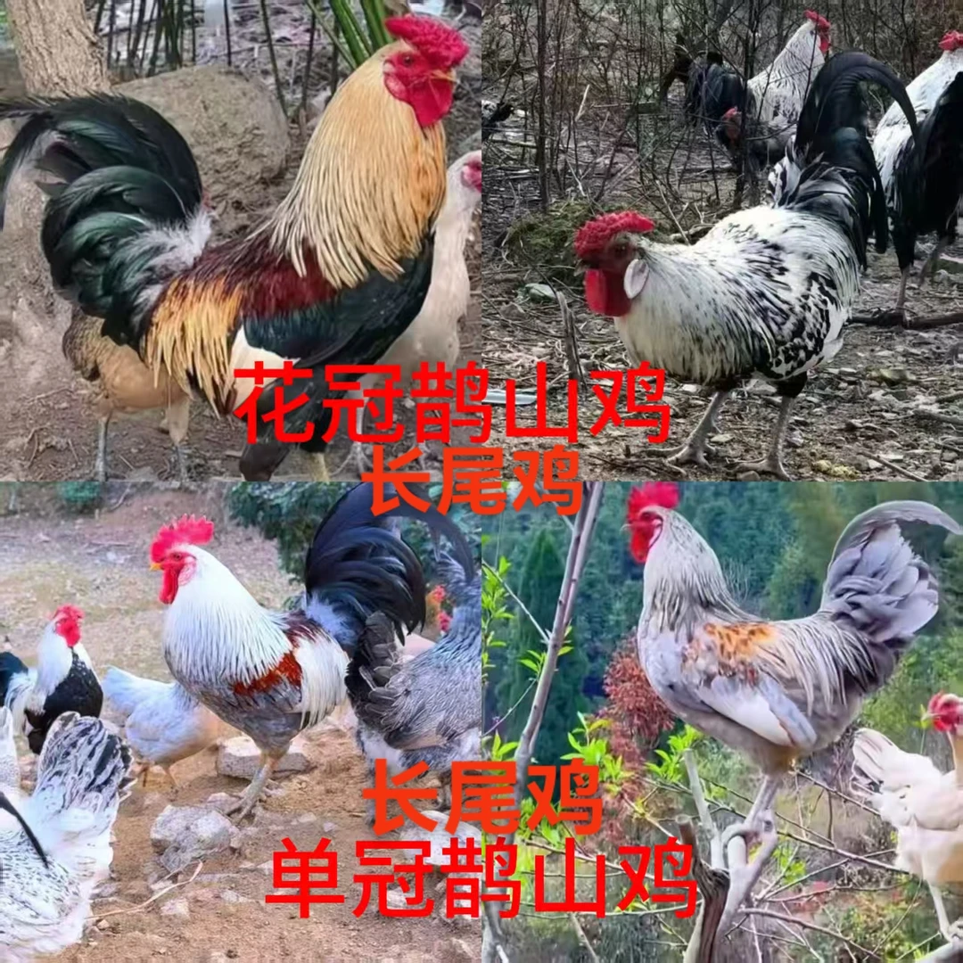 1宠物鹊山长尾鸡花冠单冠可观赏
