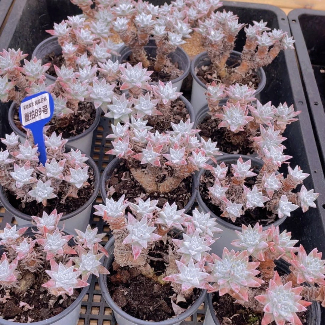 量拍89号 韩版白菊多头老桩大群生一个