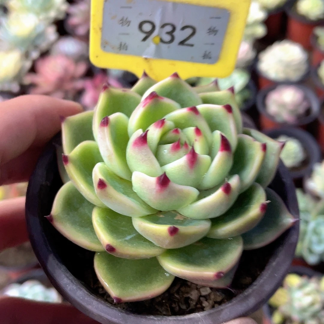 ****杨932号多肉植物盆栽
