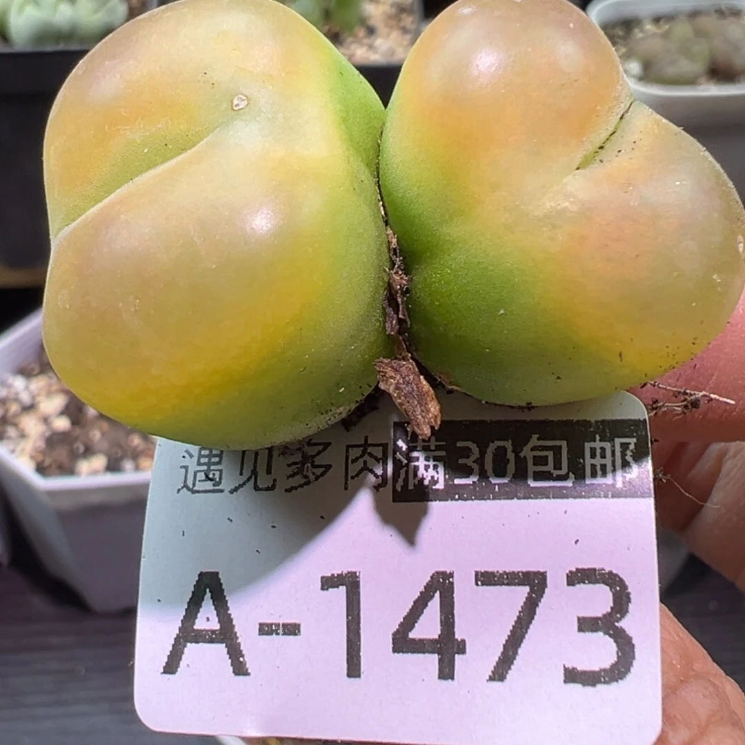 多肉植物11111111111