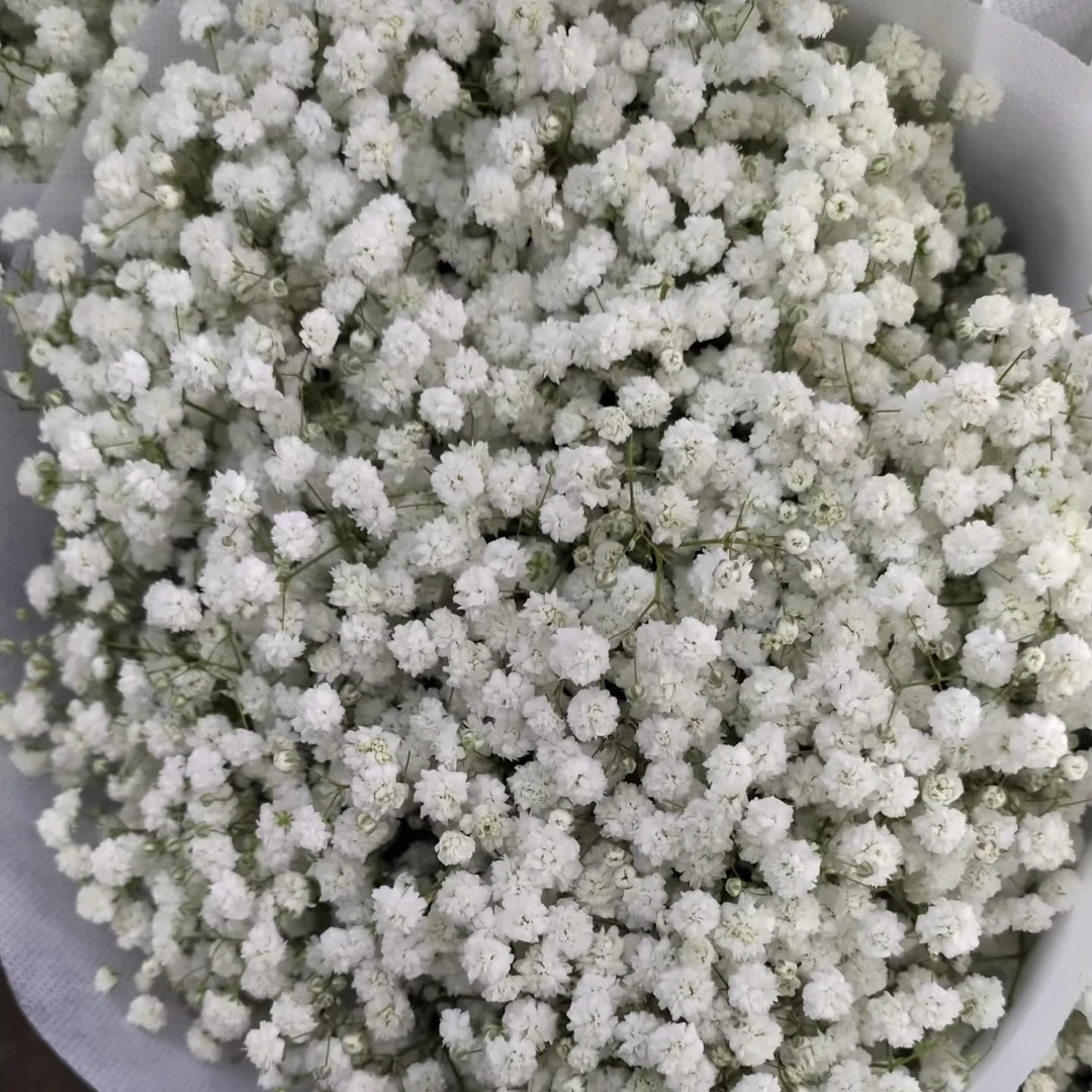 【一扎白色满天星.次日达顺丰包邮】