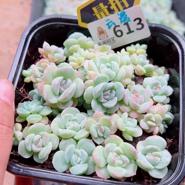 多肉植物多肉植物