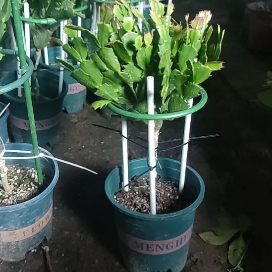 无花朵白老板叶仙嫁接黄金