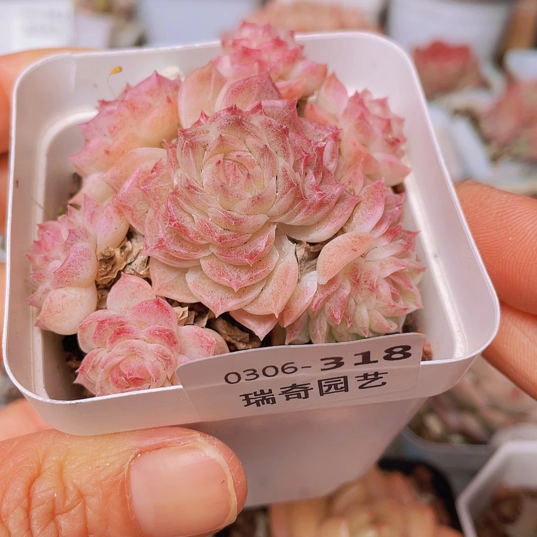 8000000000000318量拍