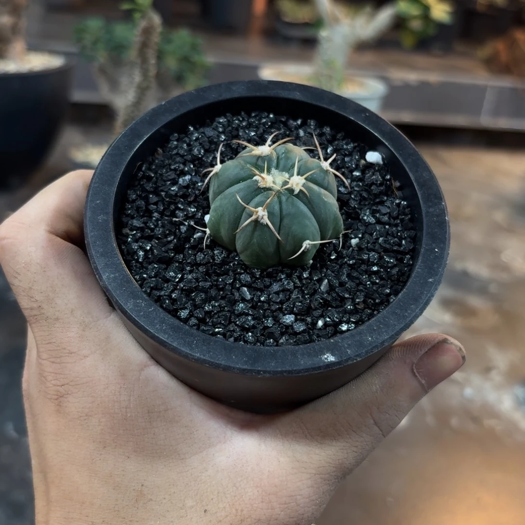 花王366666666666666