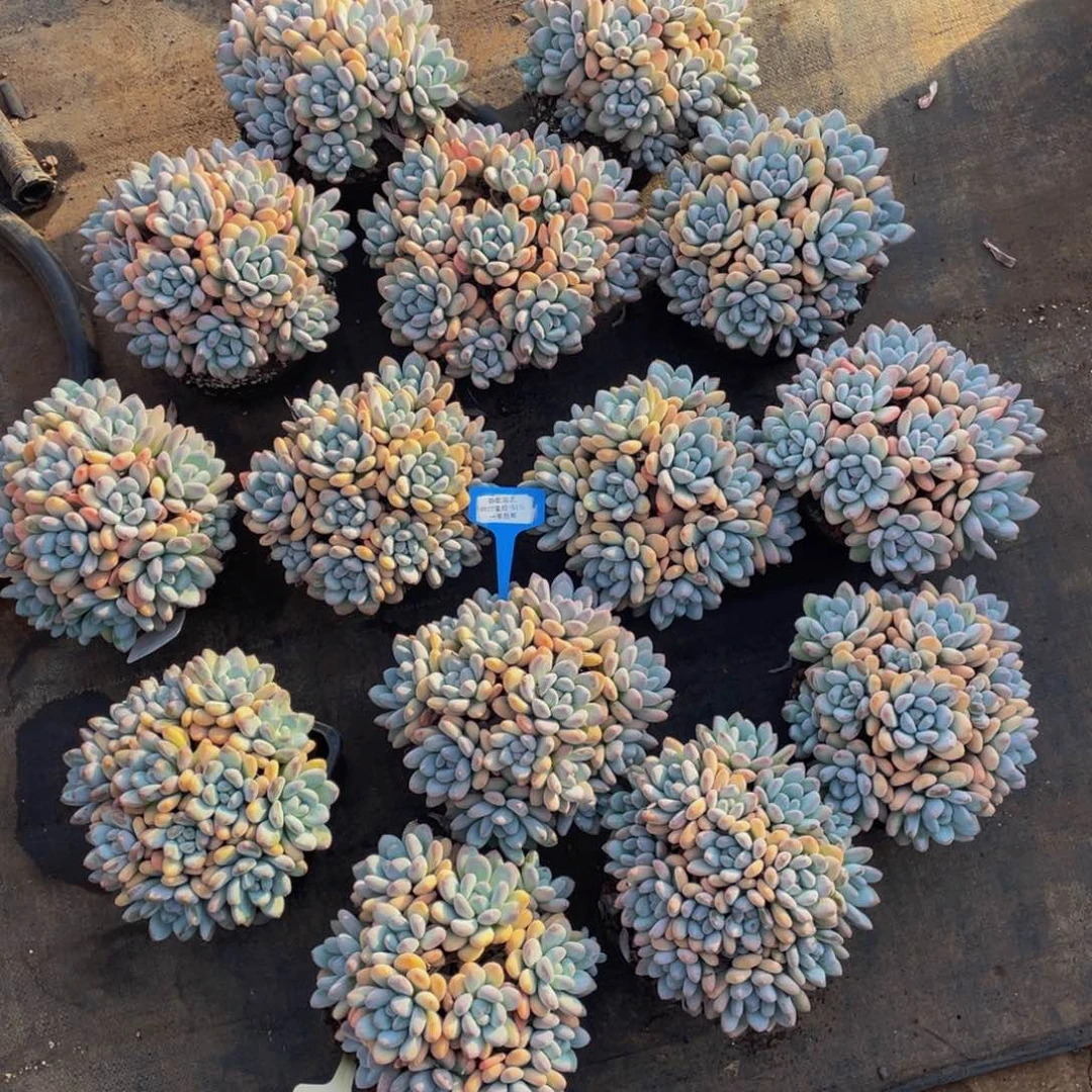 0927-52-老桩手捧花香水一颗