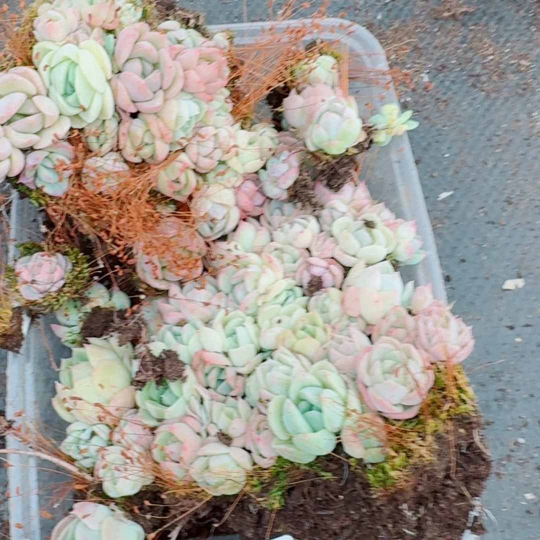 珍妮切糕一份量拍25-50