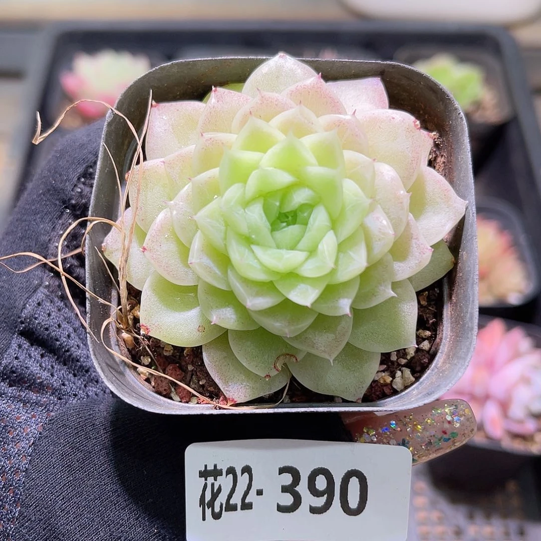 花利美22-390麦秆