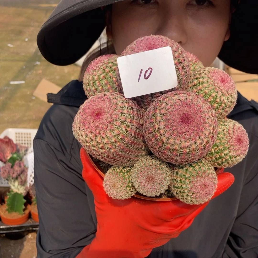 10红太多一物一拍仙人球