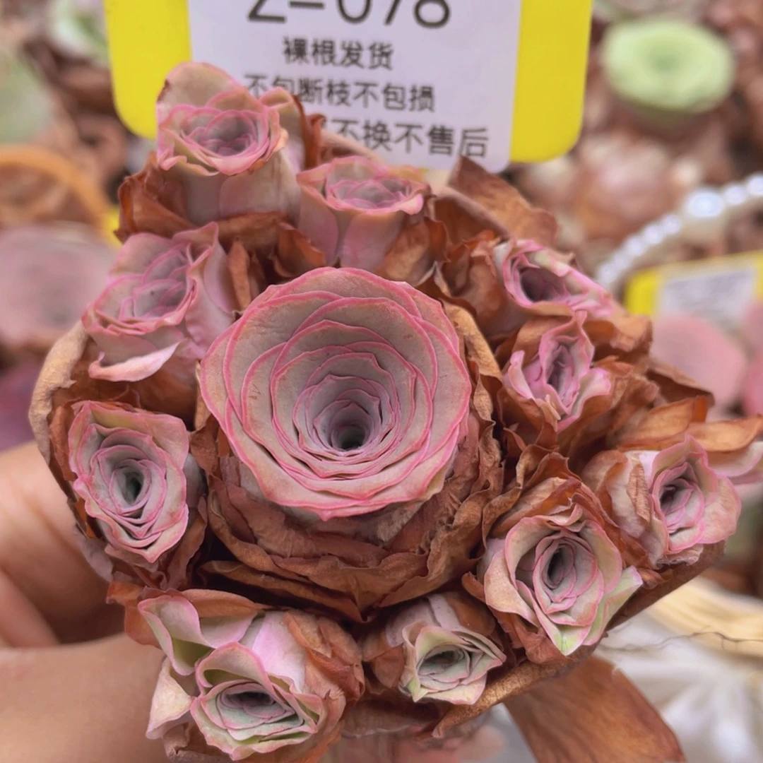 山地玫瑰Z078断枝不包损不售后