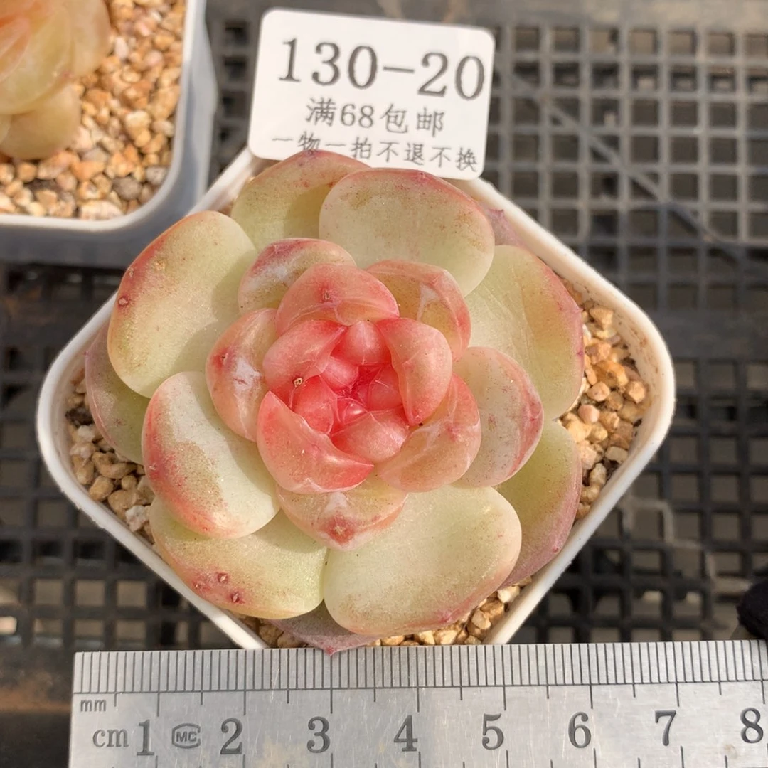 20果糖。珍妮糖心。多肉