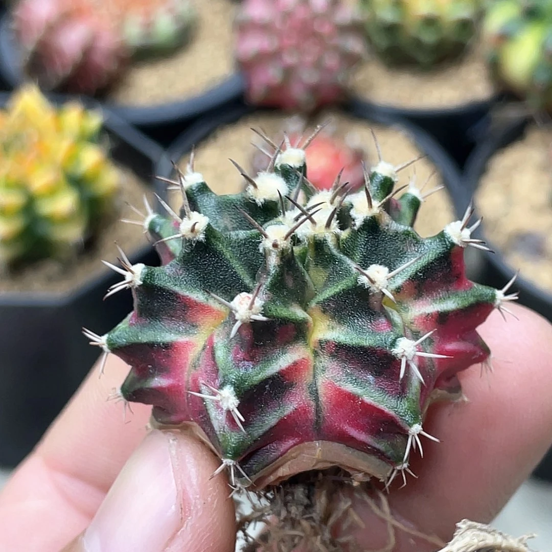 无花朵泰系实生，红臀米哈锦