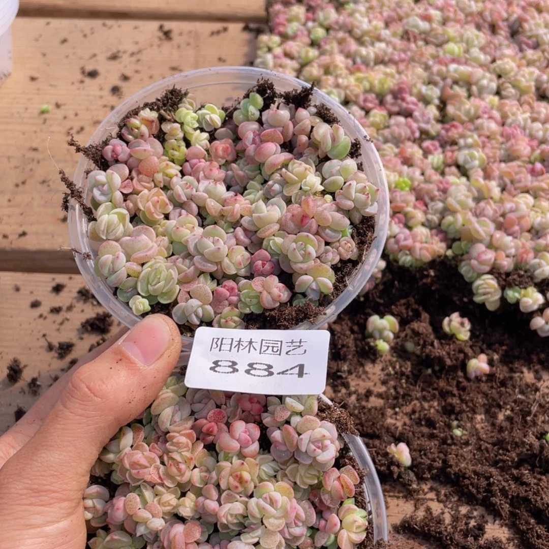 肉*嘟多肉植物多肉植物884