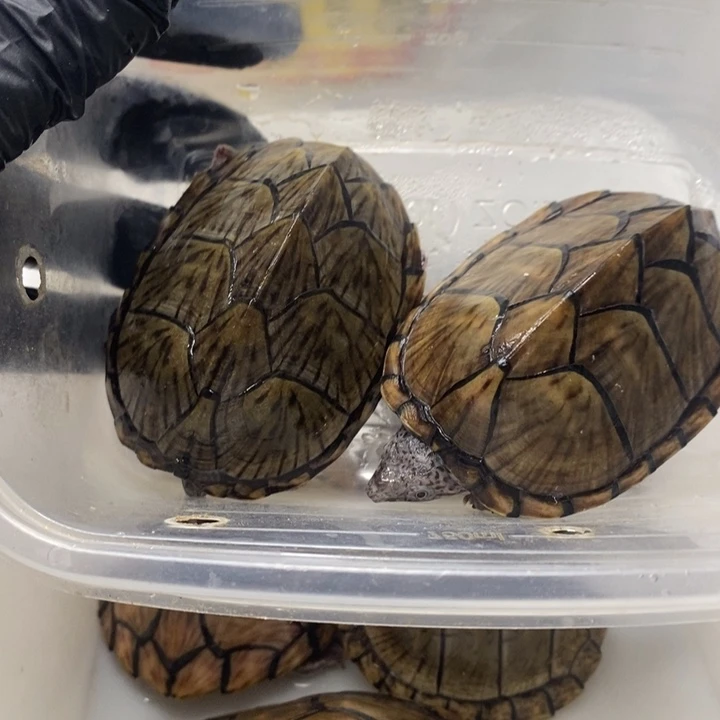 不分公母张*张刀龟