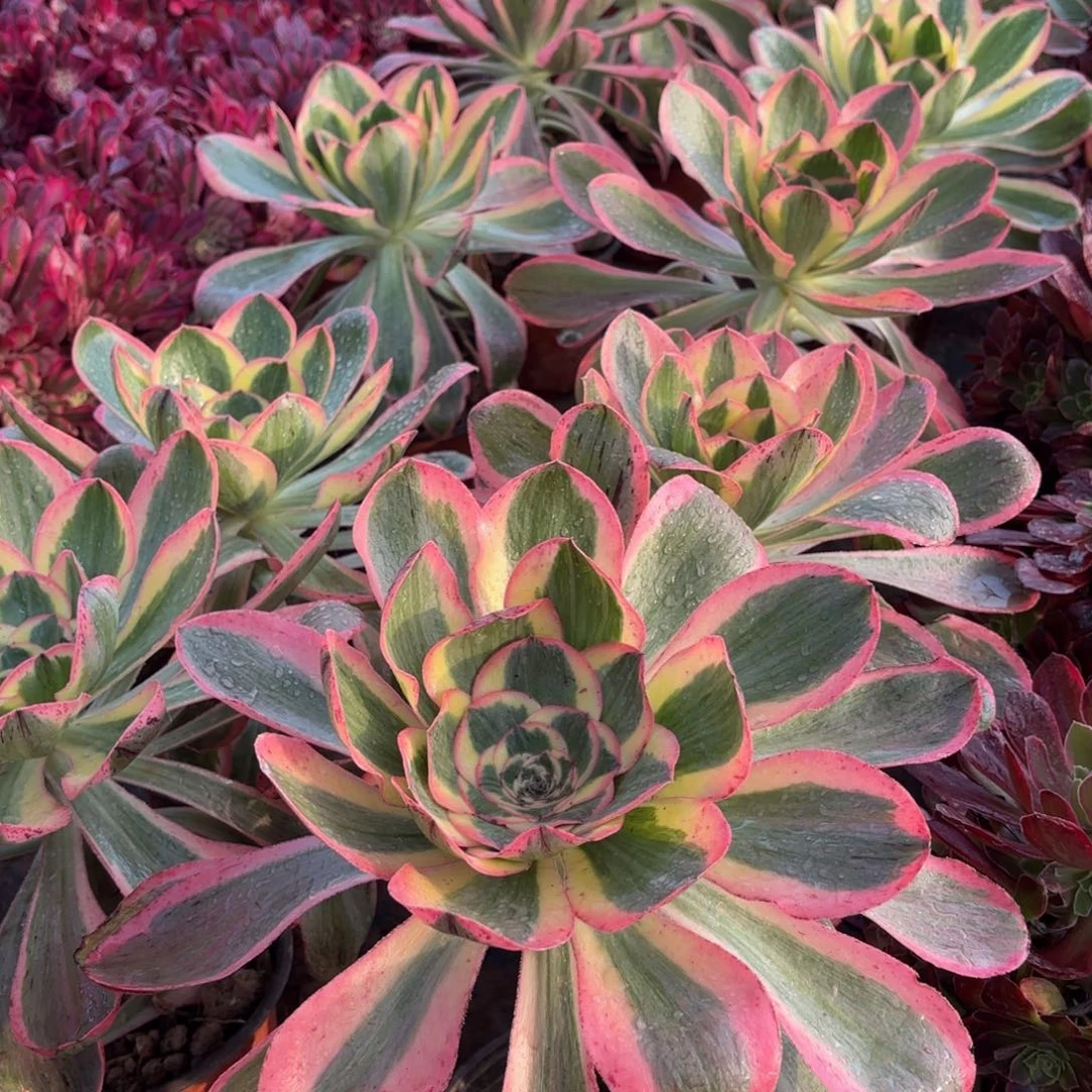 燕姿锦9.9法师多肉嫩