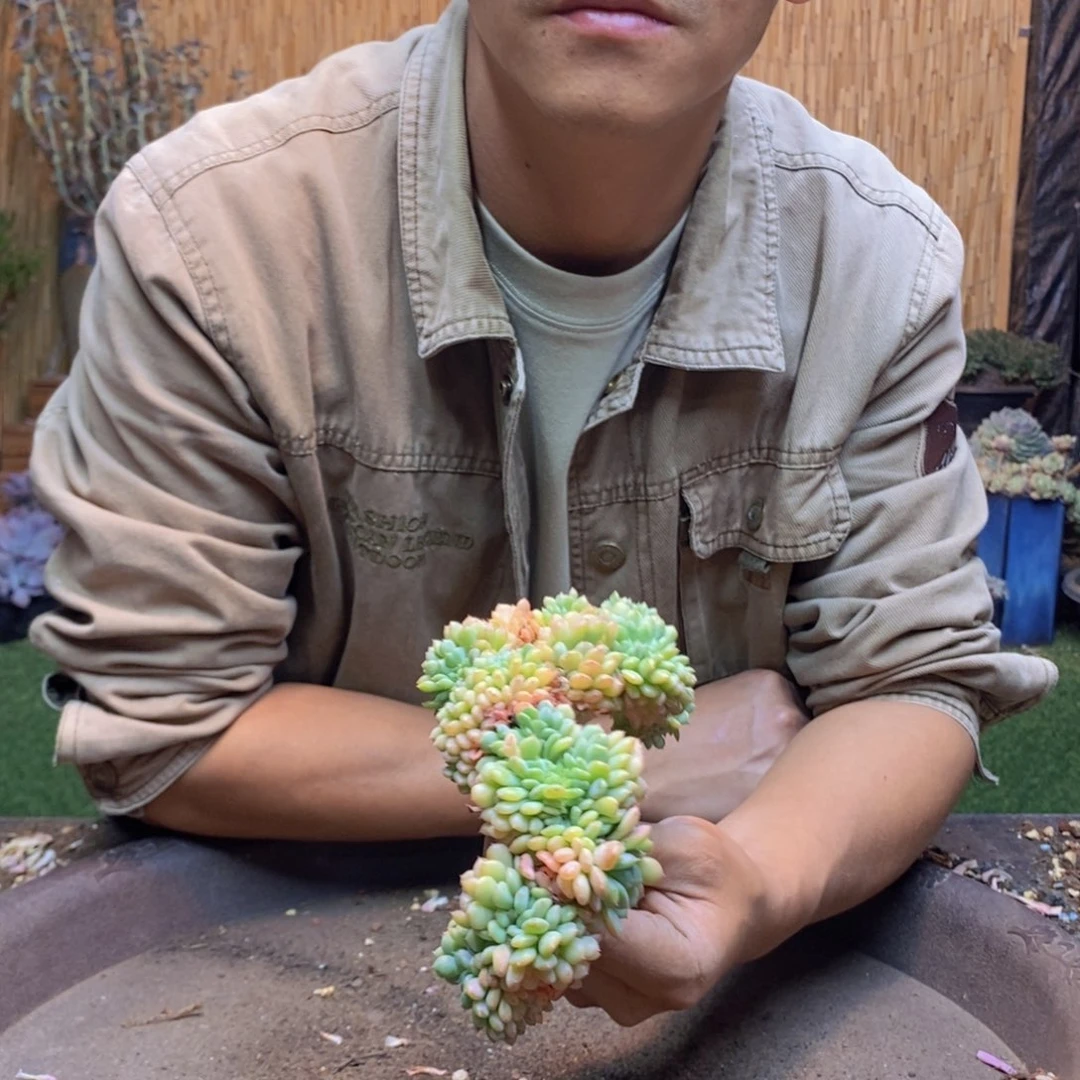 十*?503号白胖子多肉