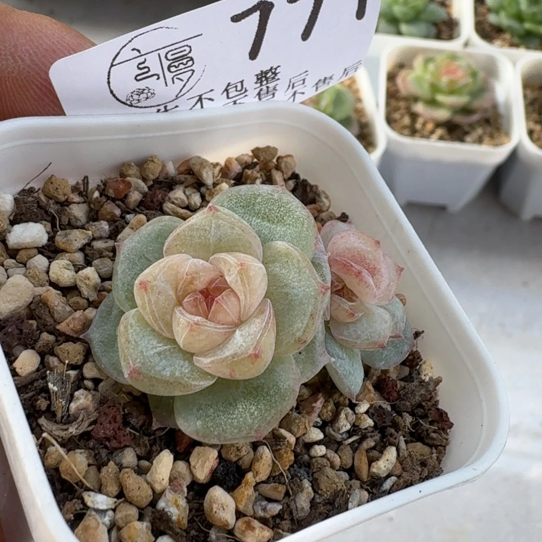 如图771优选云芷1个