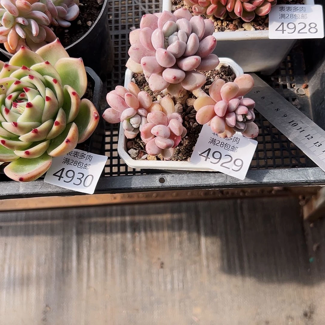 9号*️****我们的确是一个4929