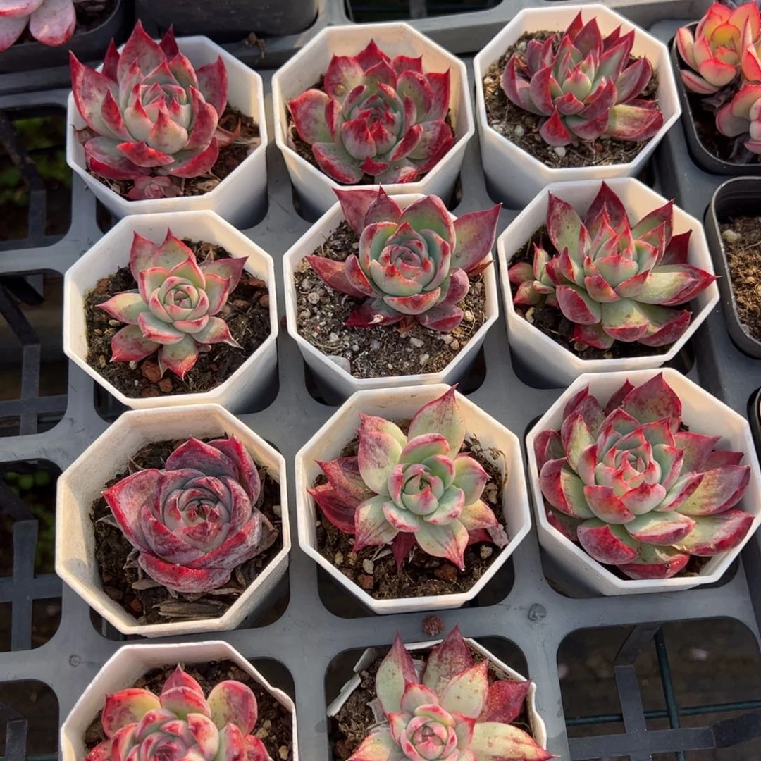 惊鸿尾货到手1颗脱土发货不售后