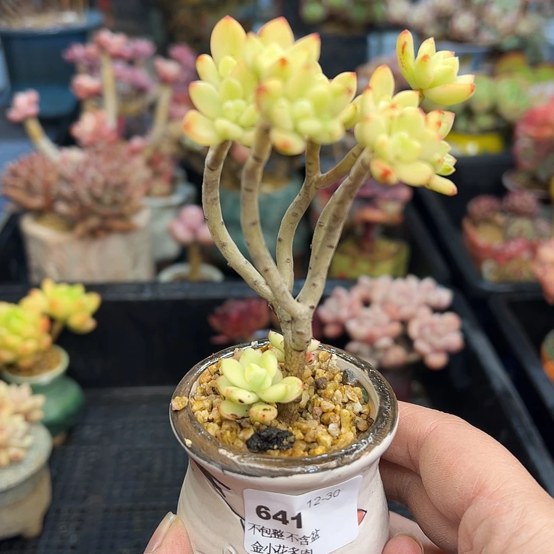 北***?641     多肉