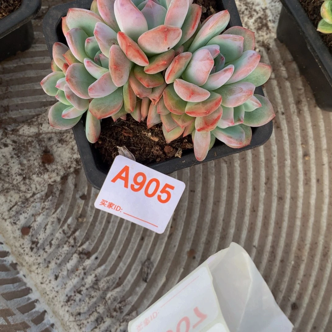 橙杂小群多肉植物