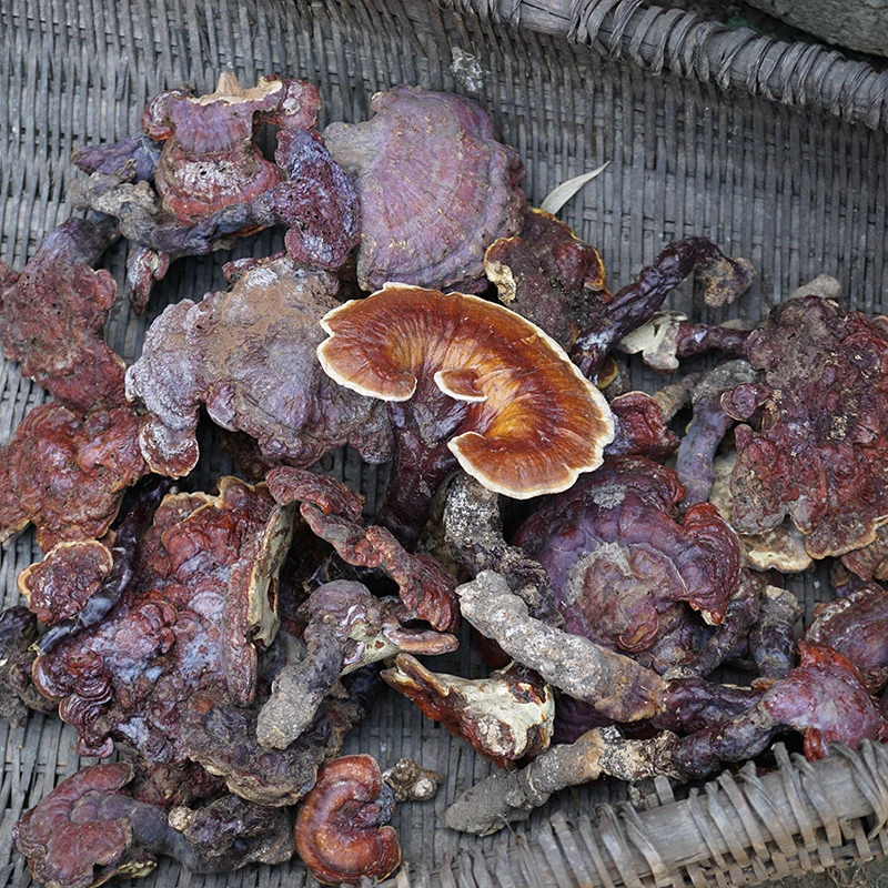 神农架野外生长灵芝泡酒煮水 整枝赤灵芝 优质农家自采灵芝100g