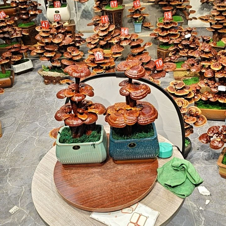 灵芝盆景高端大气上档次