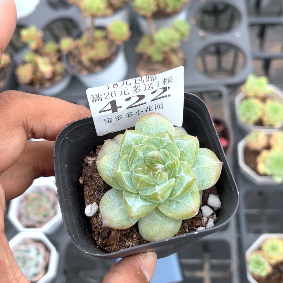 粉钻到手一颗一物一拍