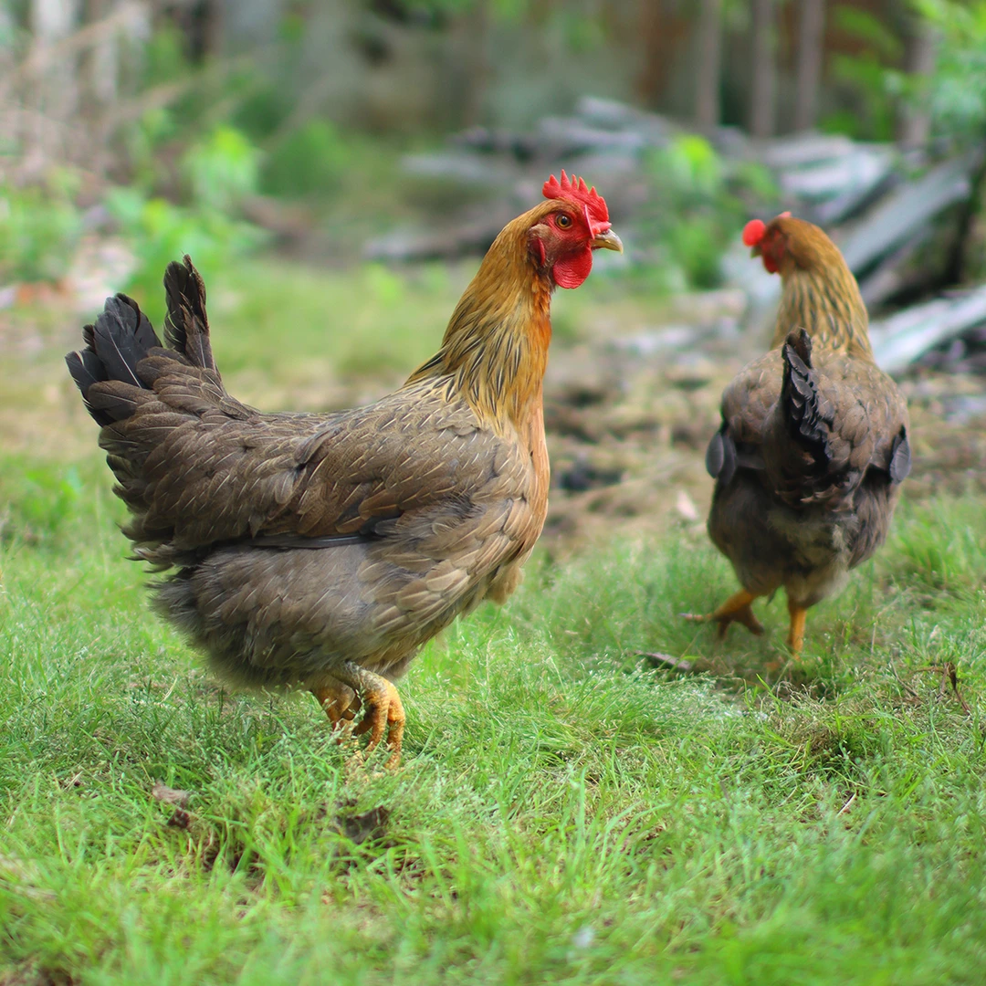 【活鸡发货】麻羽母鸡农村散养土鸡宠物鸡包邮 【两只装】