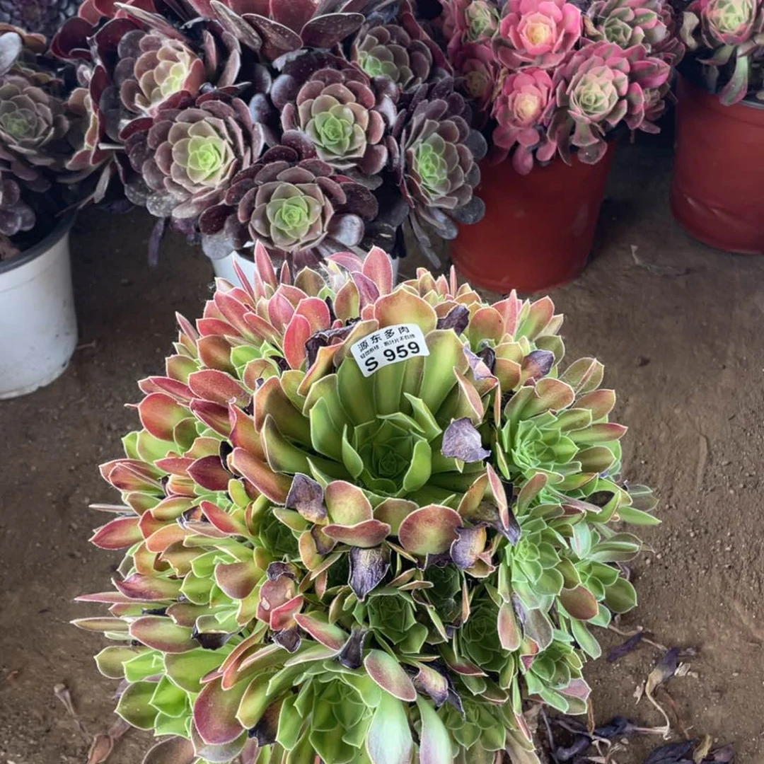 959韶华多肉法师断枝不包