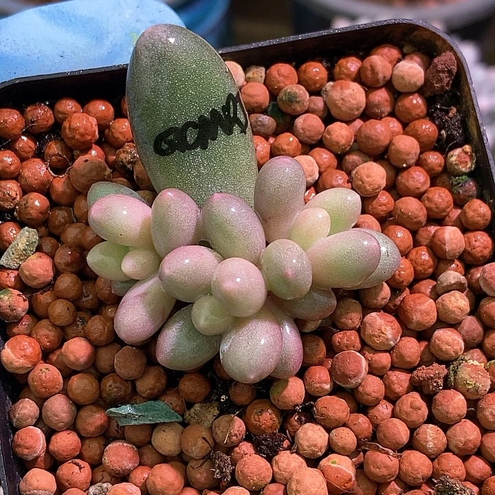 七彩美人锦基因多肉植物