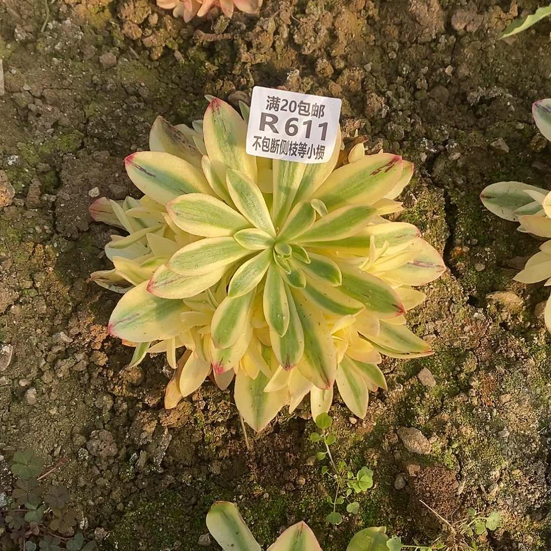 克**亚611荷花多肉法师锦多肉