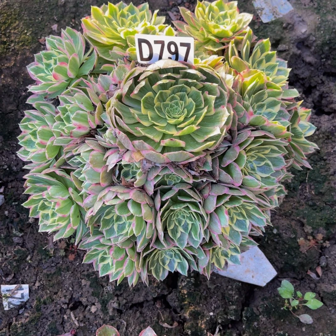 水蜜桃法师26/////26包邮