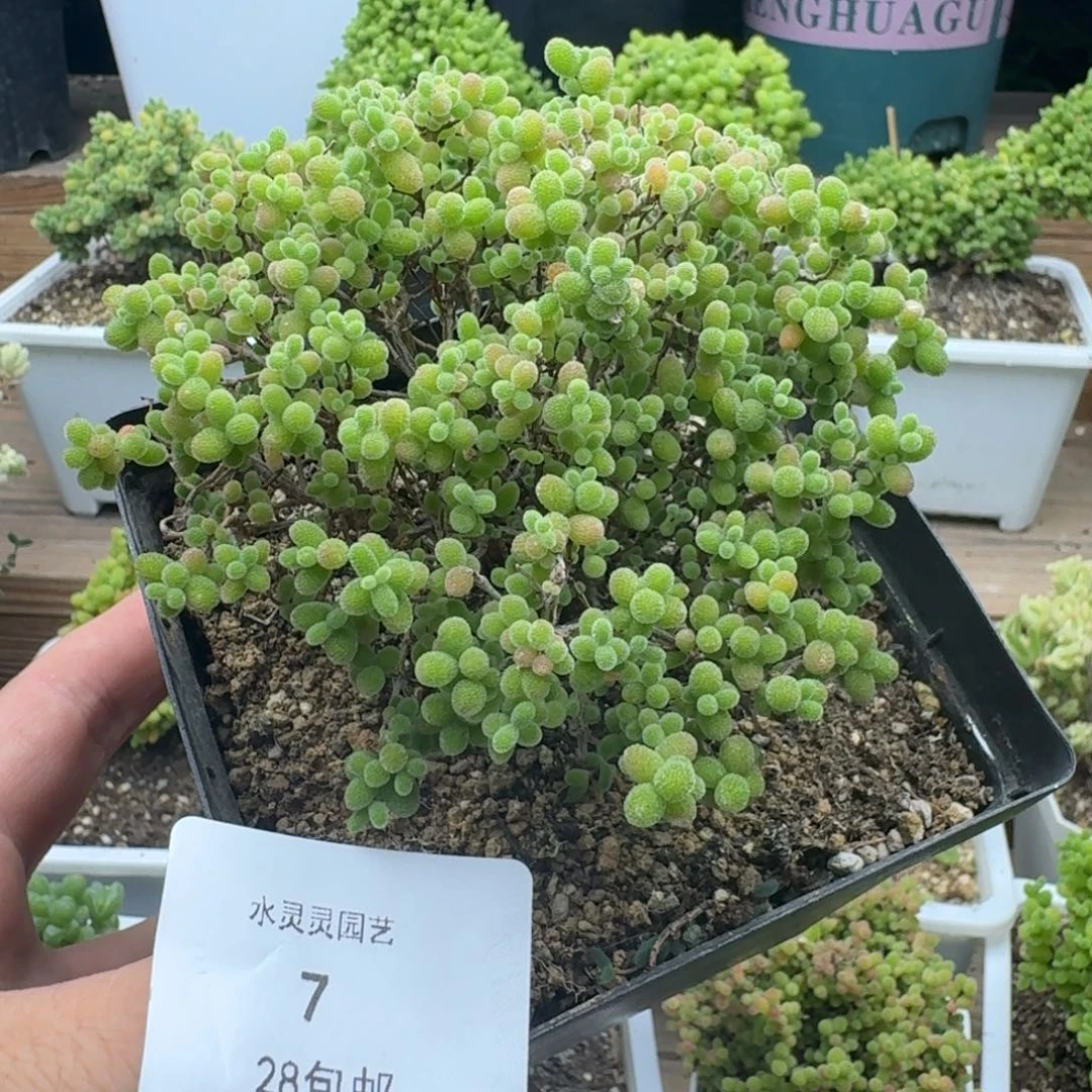 7号蜜橘9cm。