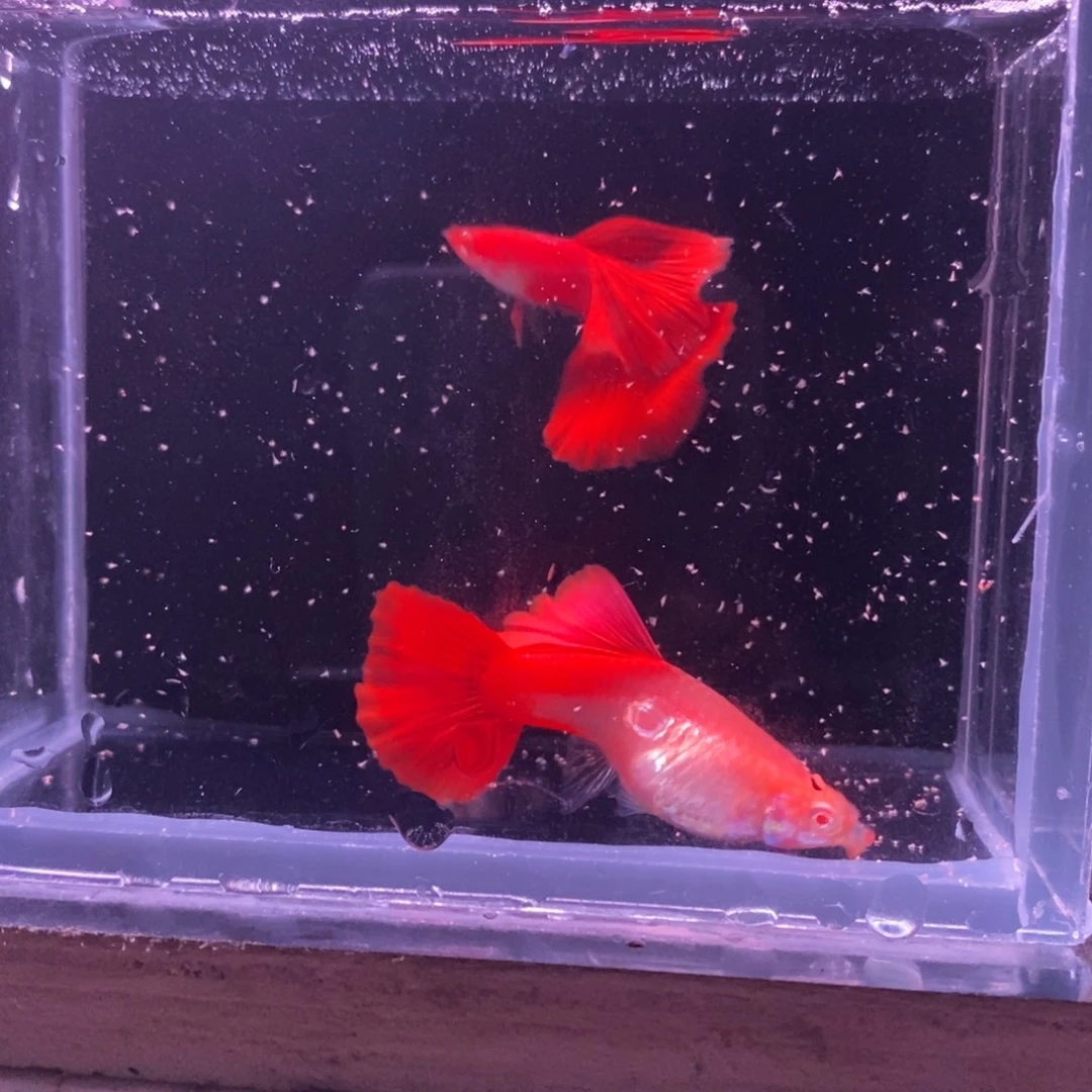 孔雀鱼天花板血红一对