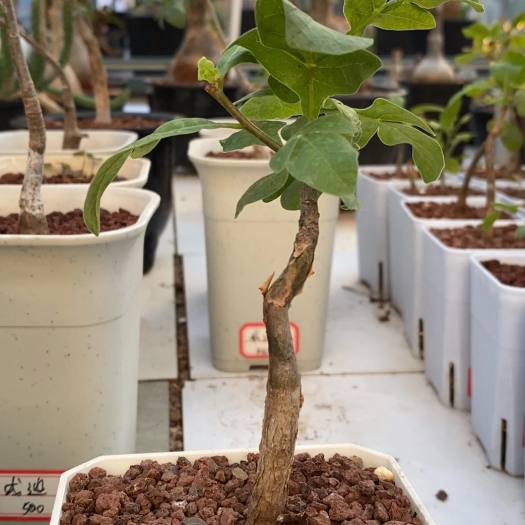 【12骑士】威迪橄榄实生带盆