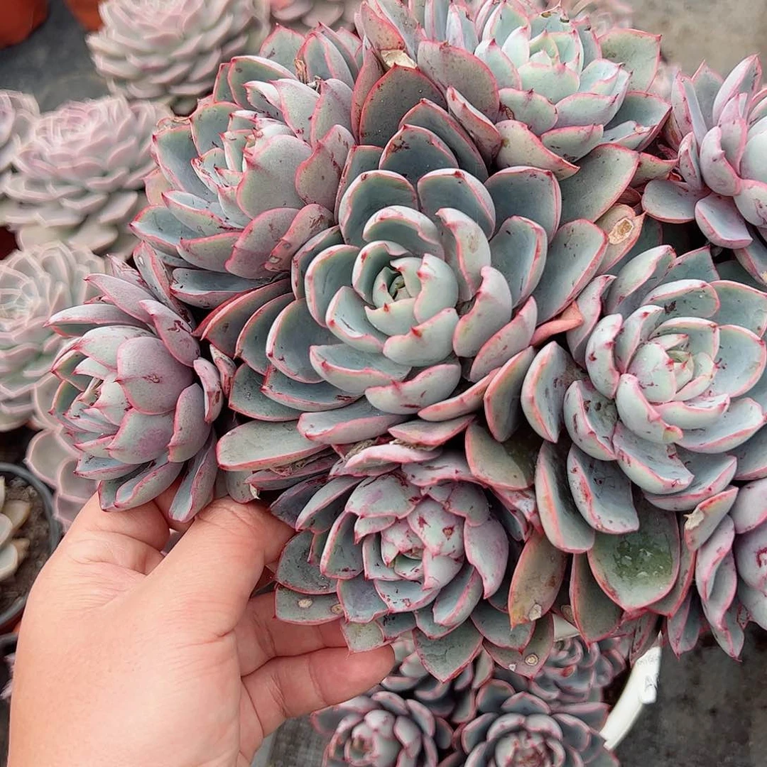 赫拉八头起精控大盆